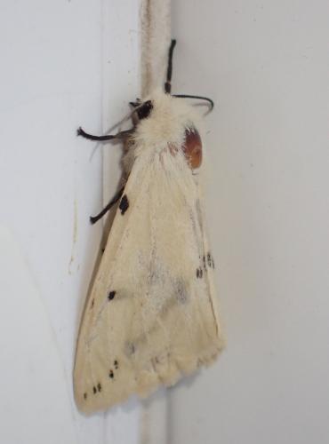 Spilosoma lutea